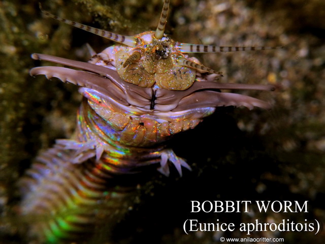 Anilao-diving-Anilao-most-wanted-critters-bobbit-worm